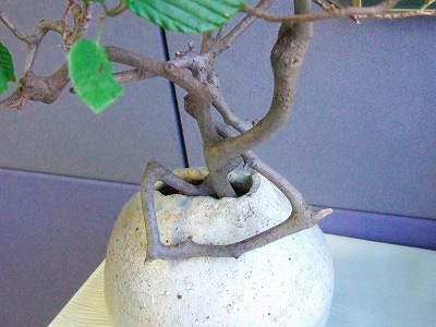 本社のお花