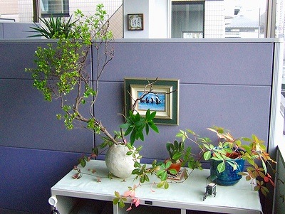 本社のお花