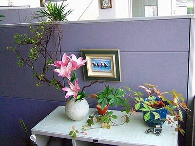 本社のお花