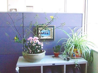 本社のお花