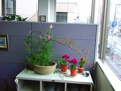 本社のお花