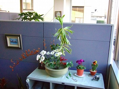 本社のお花