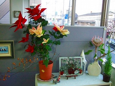 本社のお花