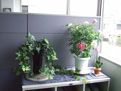 オリヤス本社のお花