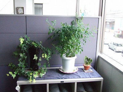 オリヤス本社のお花