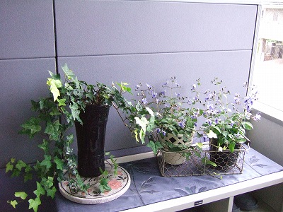 オリヤス本社のお花