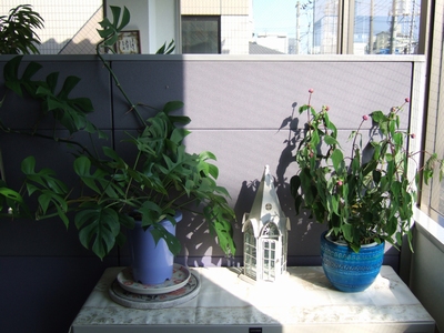 オリヤス本社のお花