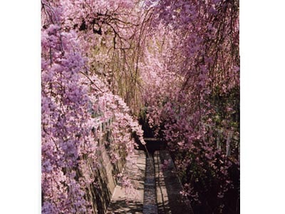 砂川堀のしだれ桜