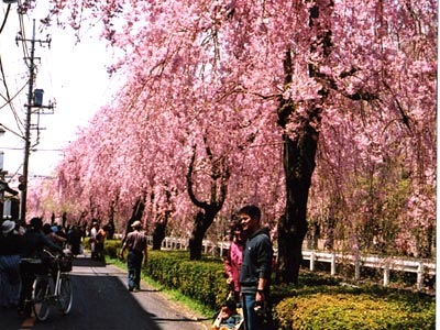 小手指町・砂川堀のしだれ桜