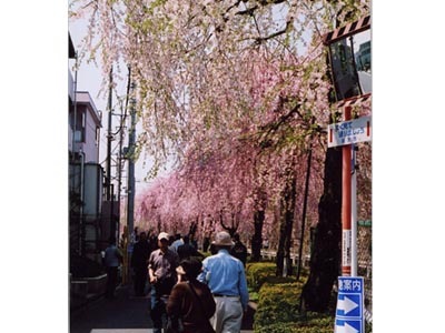 小手指町・砂川堀のしだれ桜
