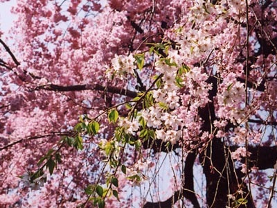 小手指町・砂川堀のしだれ桜