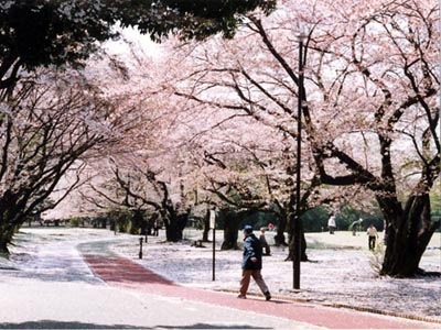 所沢航空記念公園の桜