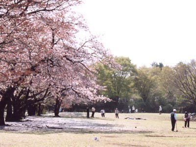所沢航空記念公園の桜