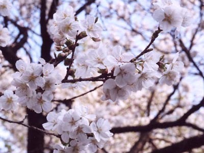 所沢航空記念公園の桜