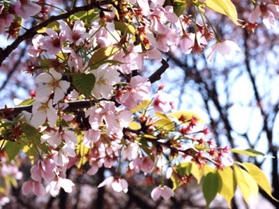 所沢航空記念公園の桜