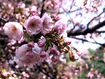 所沢航空記念公園の桜