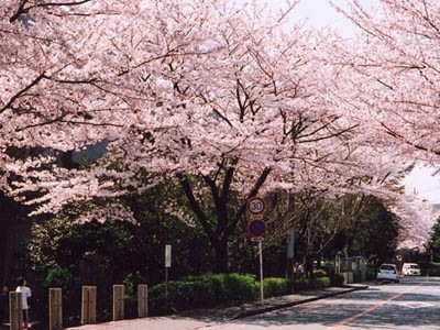 椿峰小学校付近の桜