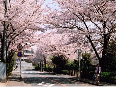 椿峰小学校付近の桜