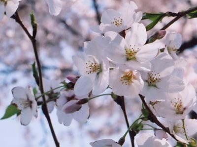 椿峰小学校付近の桜