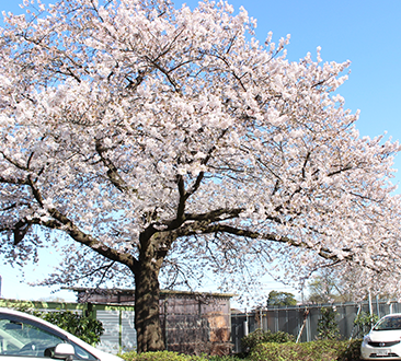 春には満開の桜を見ることができます。