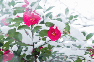 2月販促ヒント-イメージ画像。