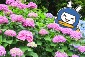 6月販促ヒント-イメージ画像。