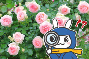 5月販促ヒント-イメージ画像。